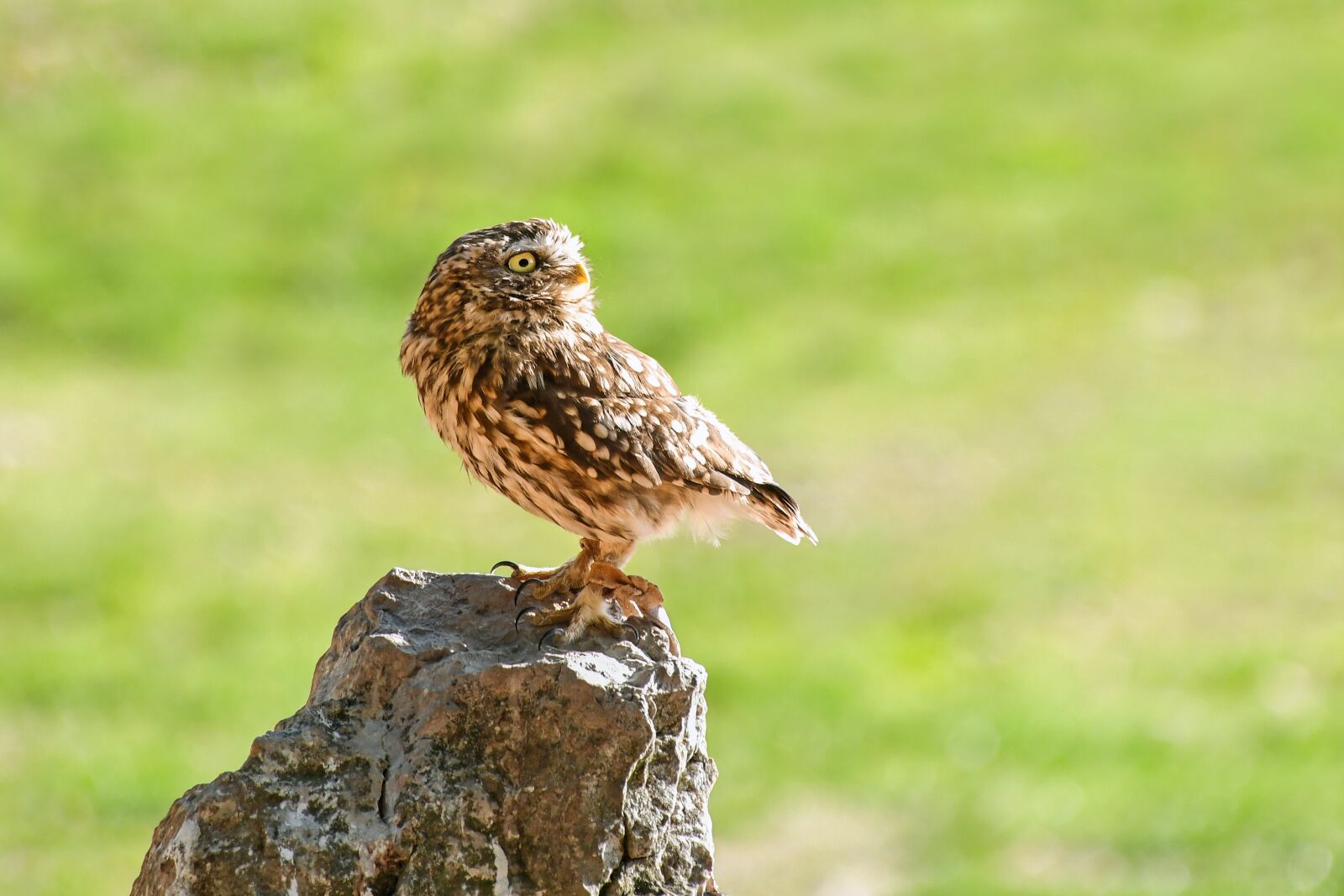 Nikon D500 sample photo. Little owl, bird, petit photography