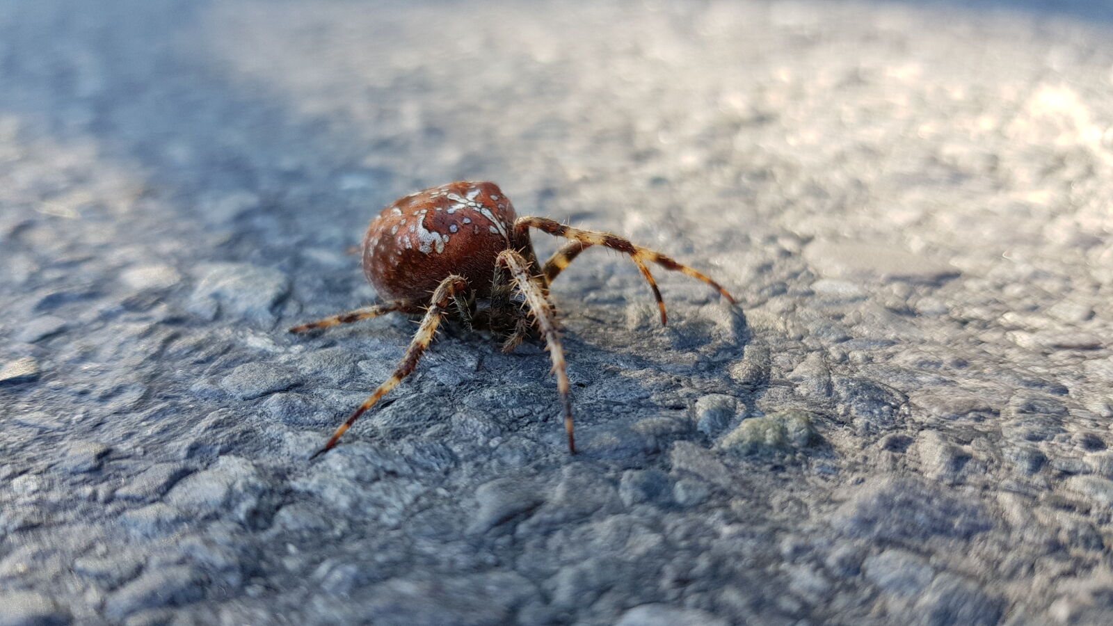 Samsung Galaxy S8 sample photo. Animal, arachnid, araneae, arthropod photography