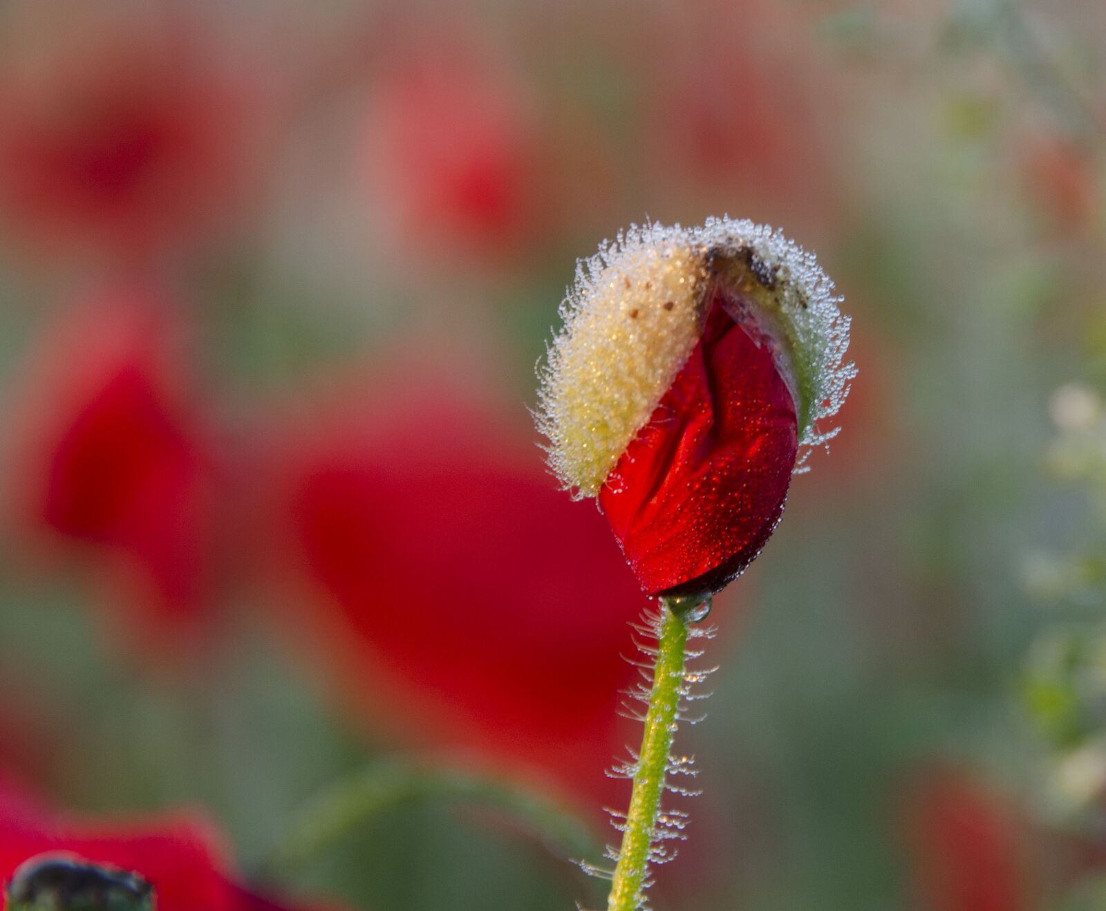Nikon D7000 sample photo. Flower, morning, red photography