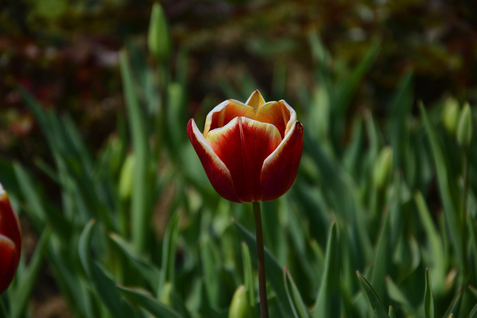 Nikon D7100 sample photo. Tulips, red, macro photography