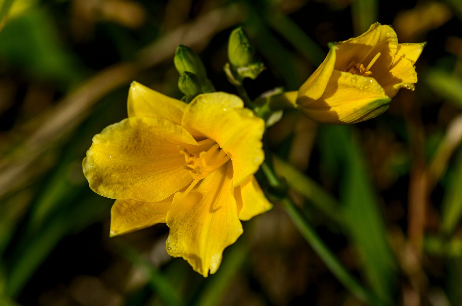 Nikon D7000 sample photo. Daylily, garden, flower photography