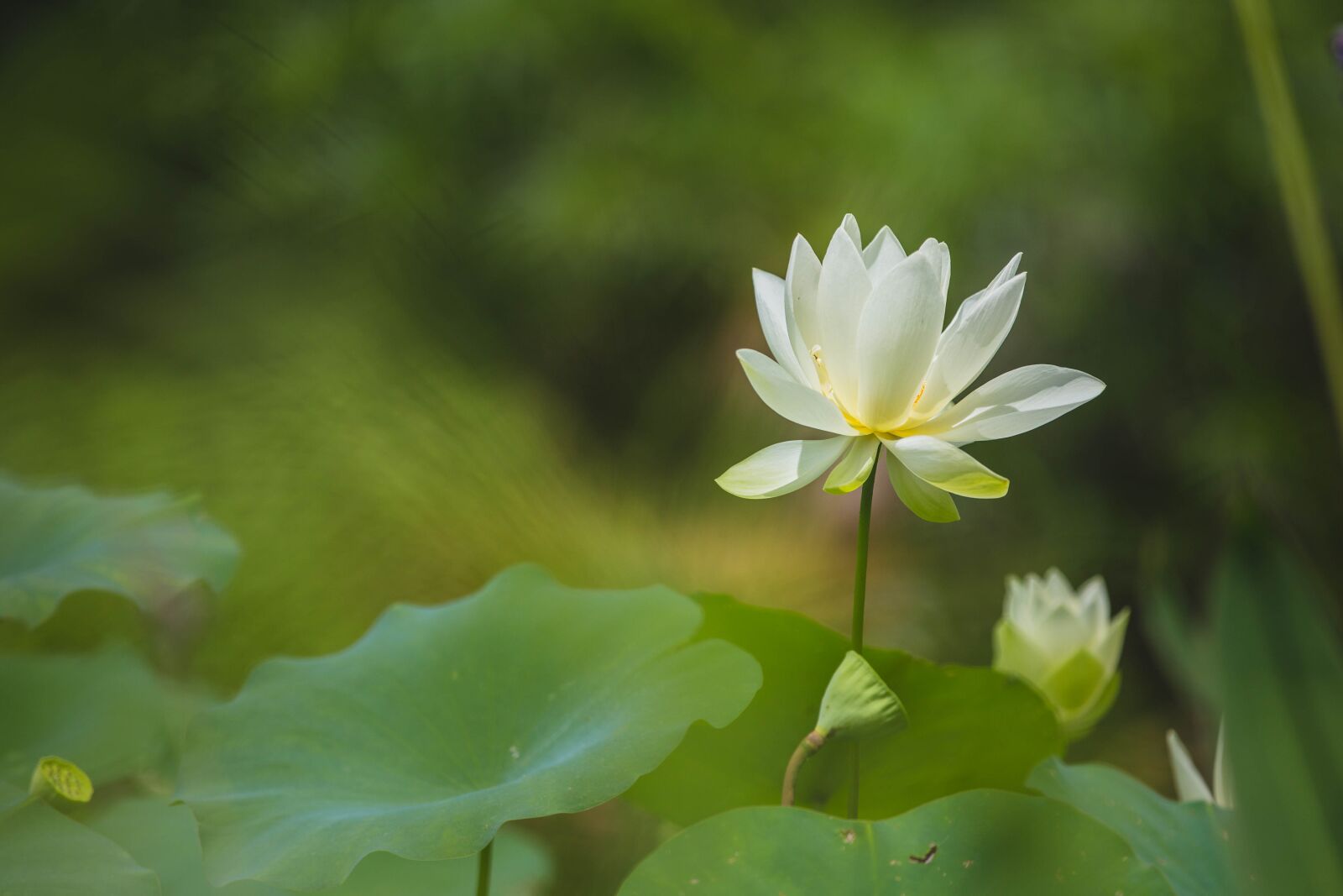 Canon EOS 6D sample photo. Flower, green, nature photography