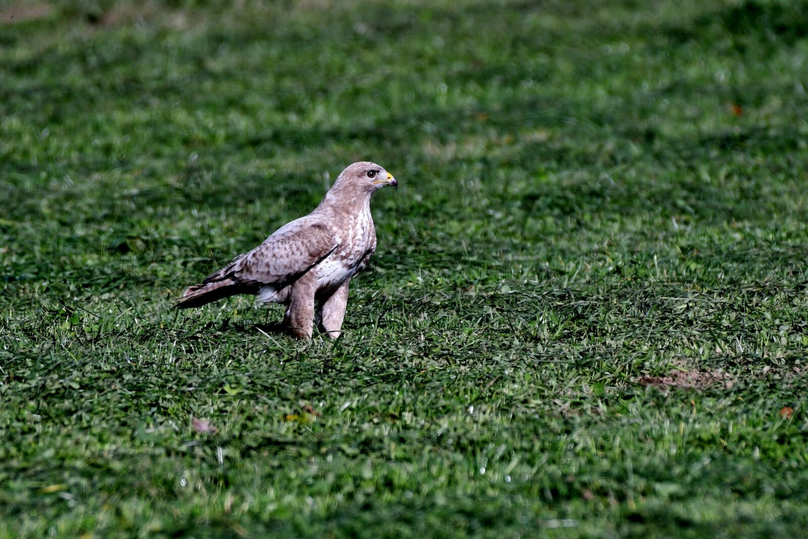 Nikon D500 sample photo. Common buzzard, bird of photography