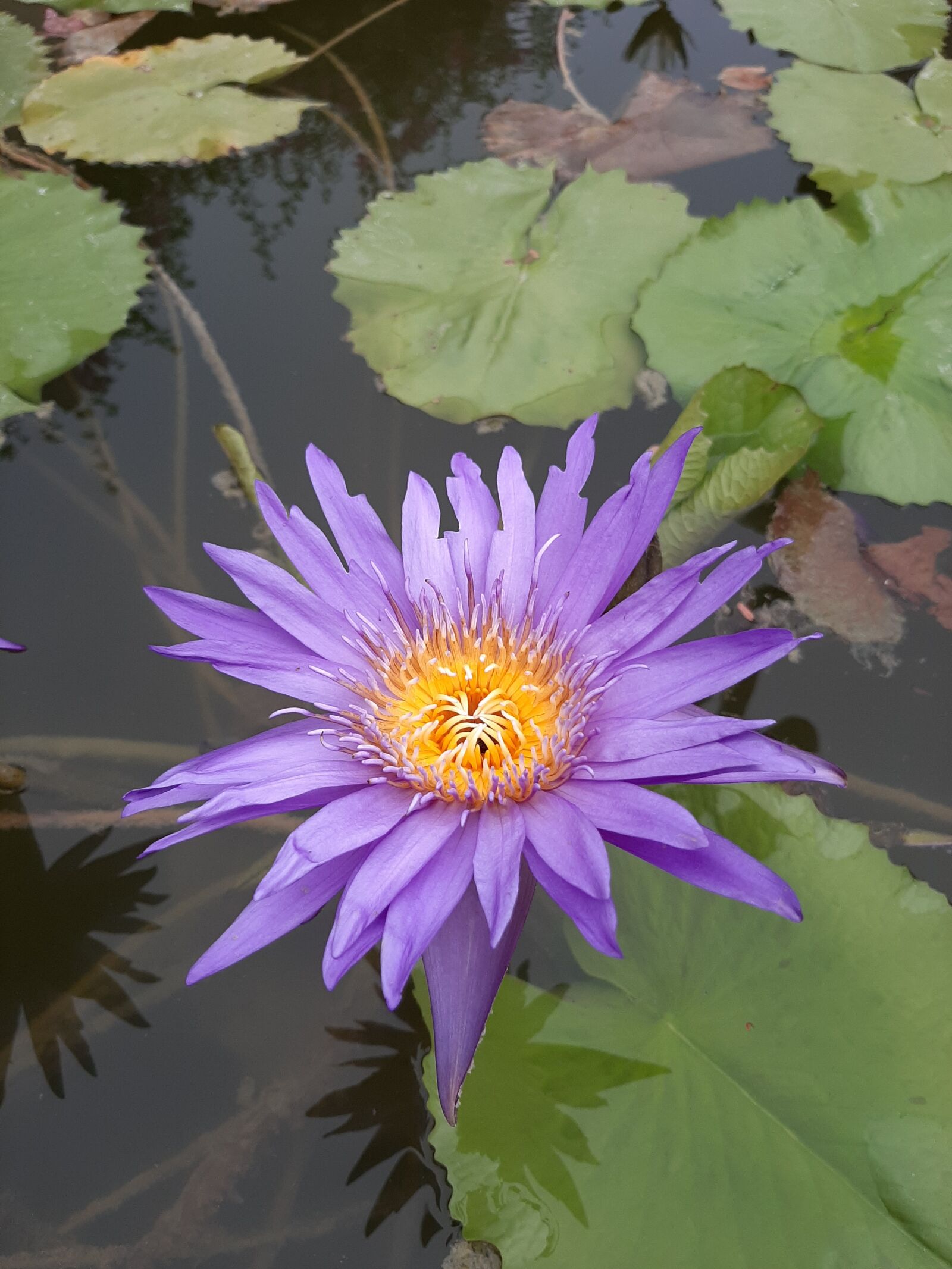 Samsung Galaxy A50 sample photo. Flower, plant, park photography