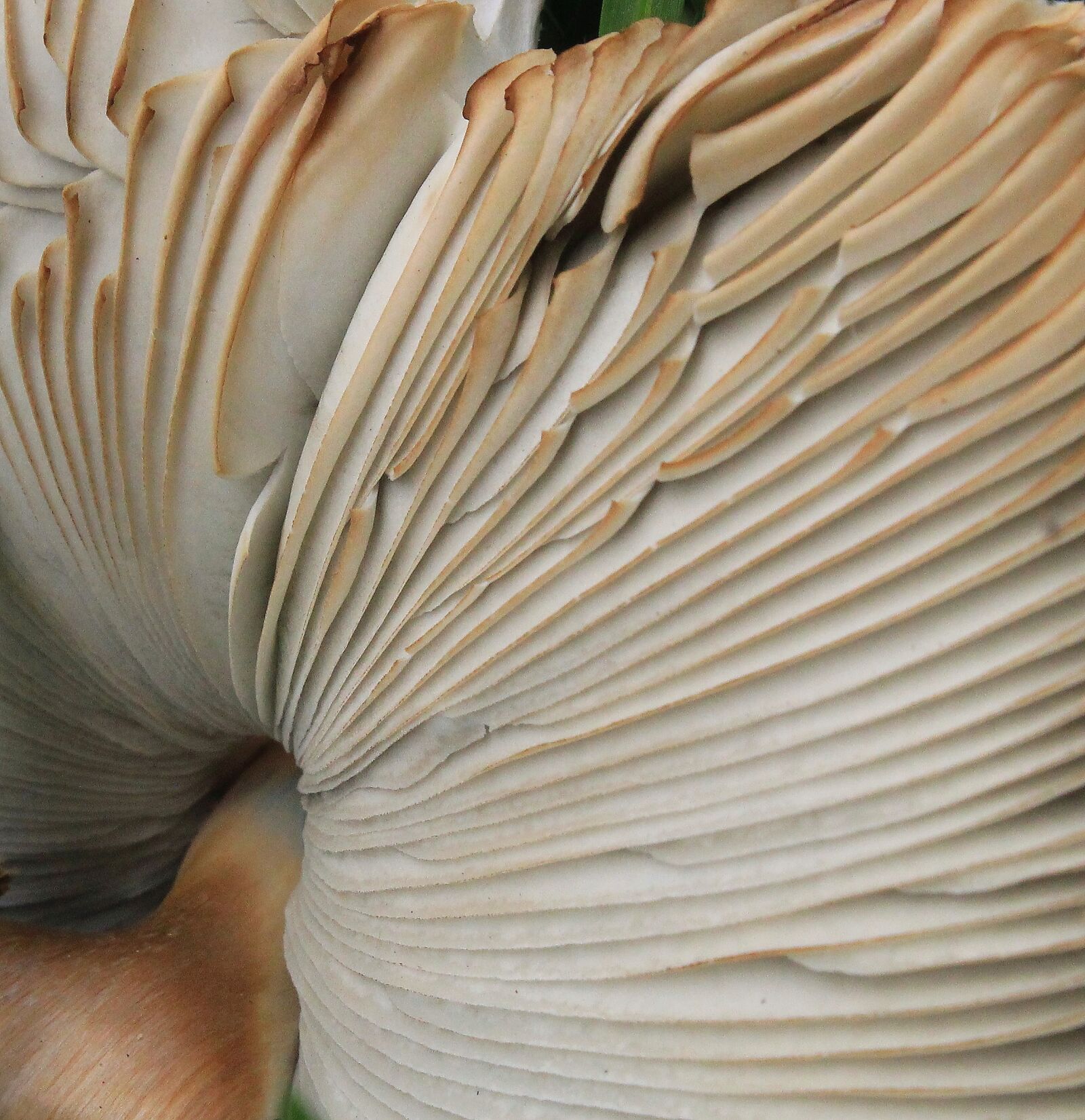 Canon EOS 1300D (EOS Rebel T6 / EOS Kiss X80) sample photo. Fungus, mushroom, food photography