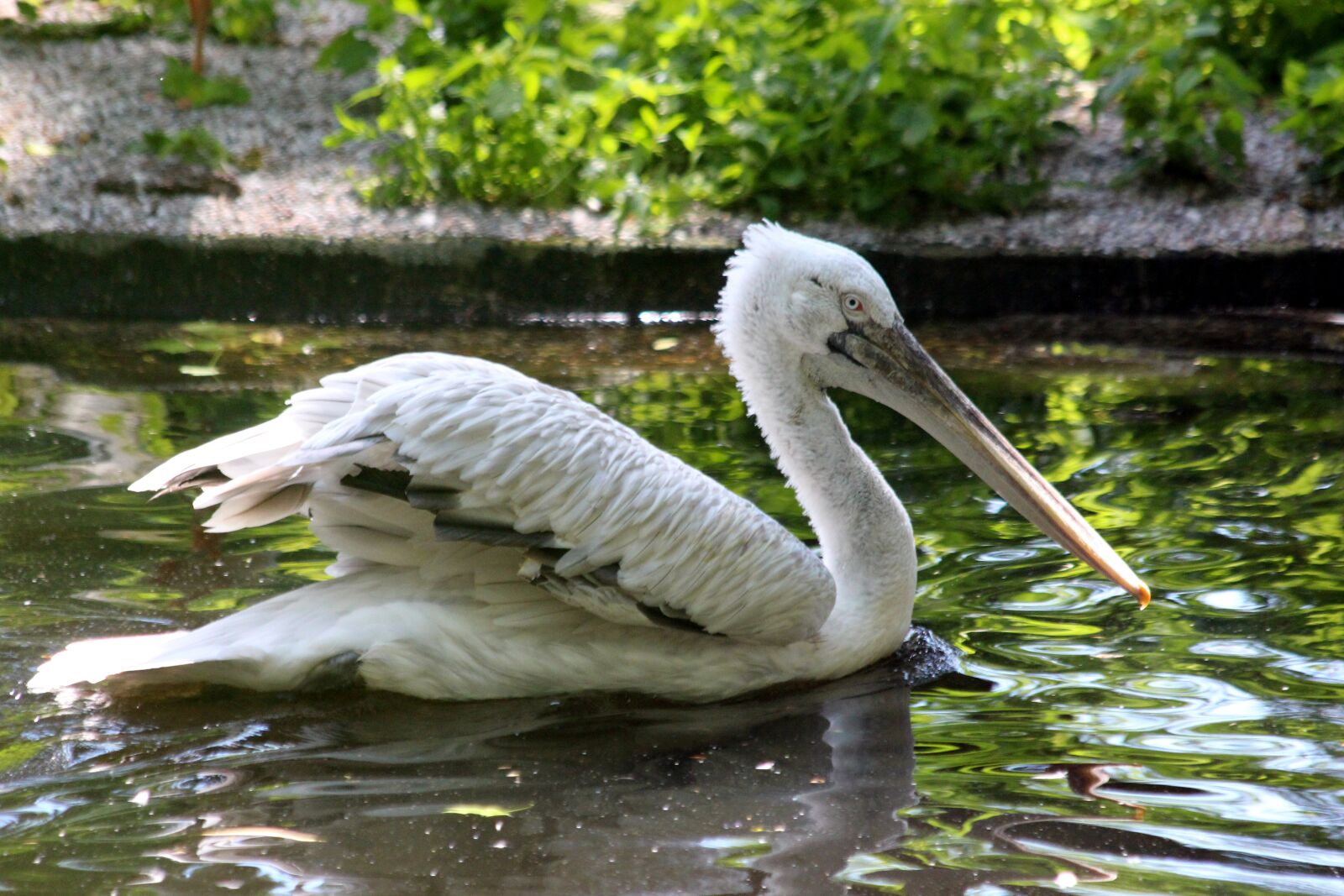 Canon EOS 650D (EOS Rebel T4i / EOS Kiss X6i) sample photo. Pelican, bird, water photography