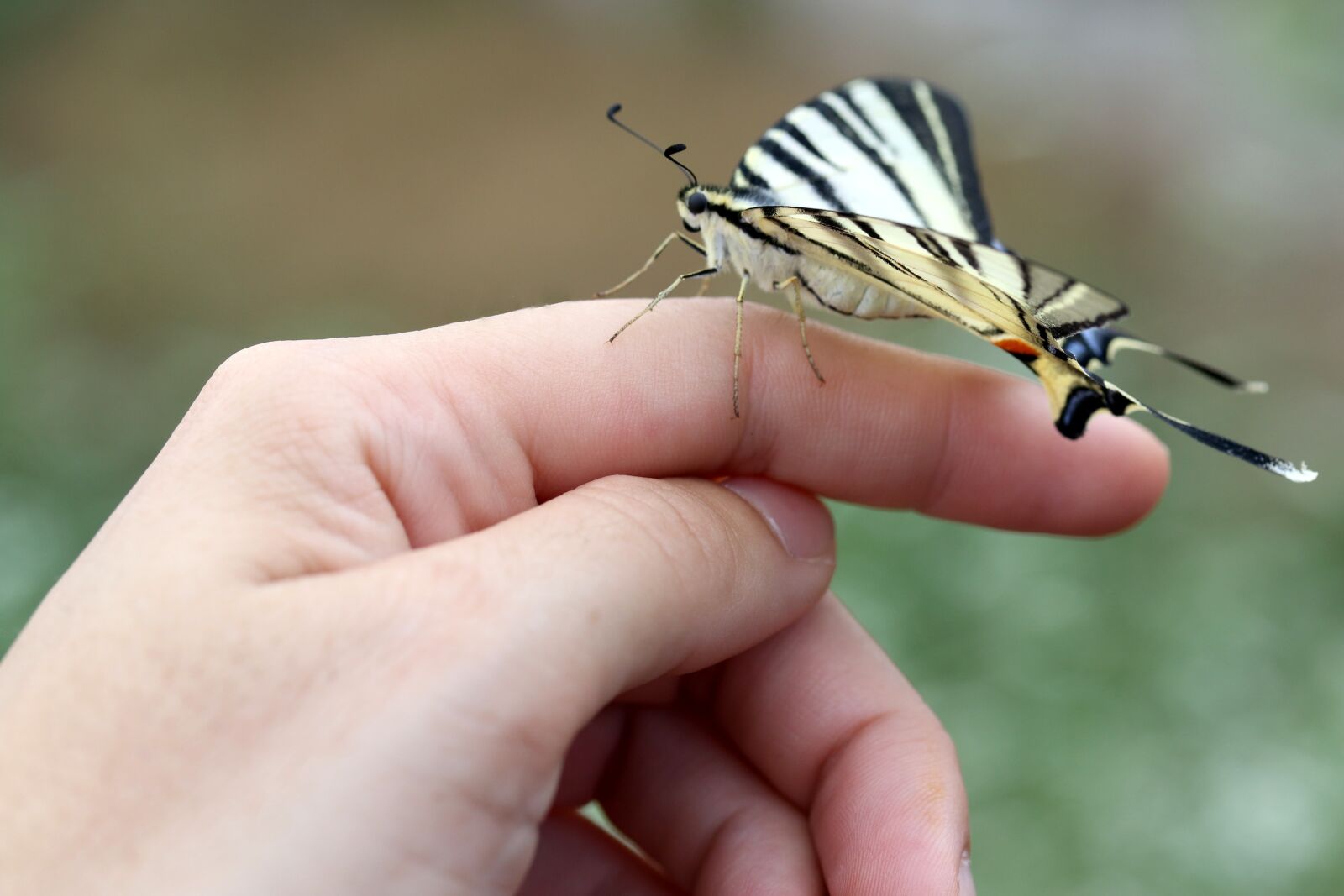 Canon EF-S 60mm F2.8 Macro USM sample photo. Butterfly, hand, rest photography