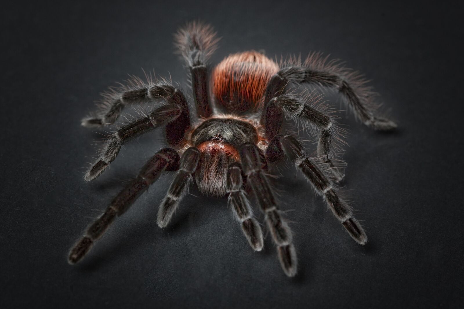 Canon EOS 5D Mark II sample photo. Spider, tarantula, arachnophobia photography