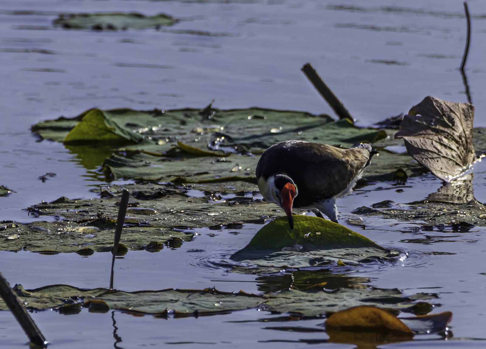 Canon EOS 80D sample photo. Water bird, lagoon, birds photography