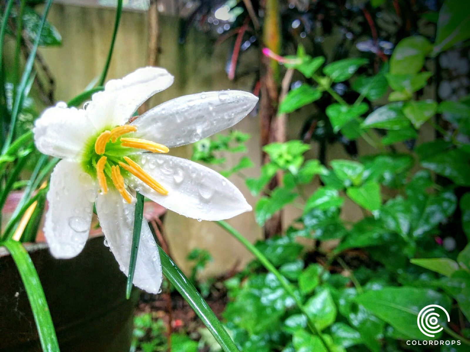LG Nexus 5 sample photo. Drops, flower, india, kerala photography