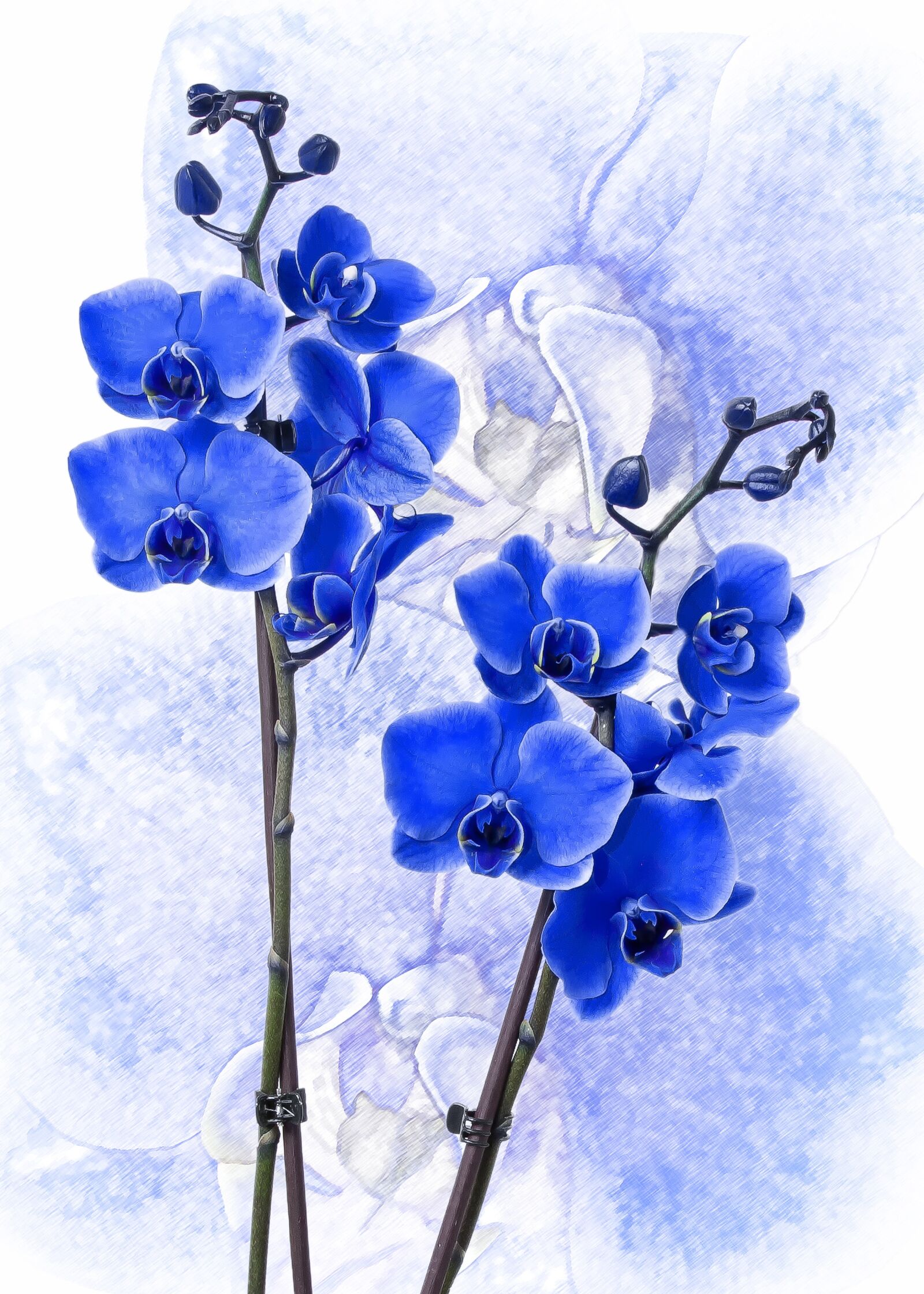 Canon EOS 50D + Canon EF 24-105mm F4L IS USM sample photo. Phalaenopsis, orchid, colored blue photography