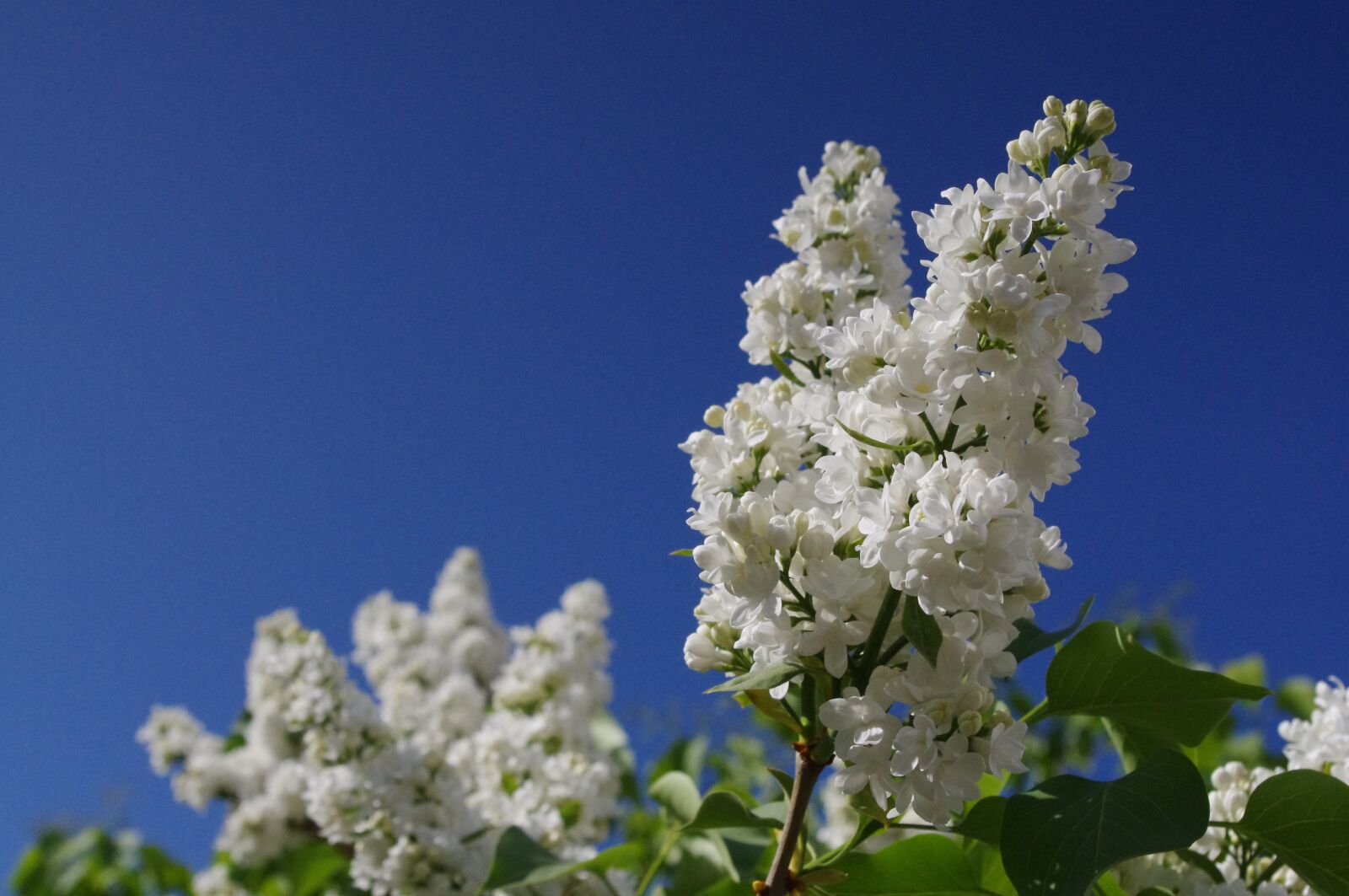 Pentax K-r sample photo. Lilac, white, bluesky photography