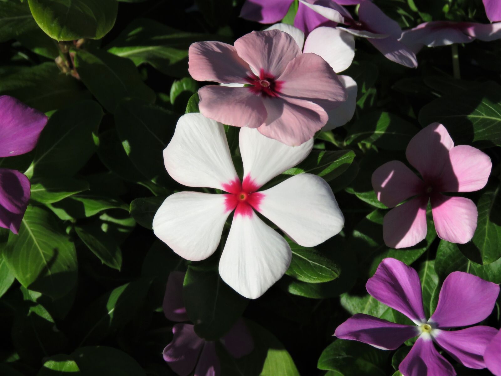 Canon PowerShot SX60 HS sample photo. Flower, white, pink photography