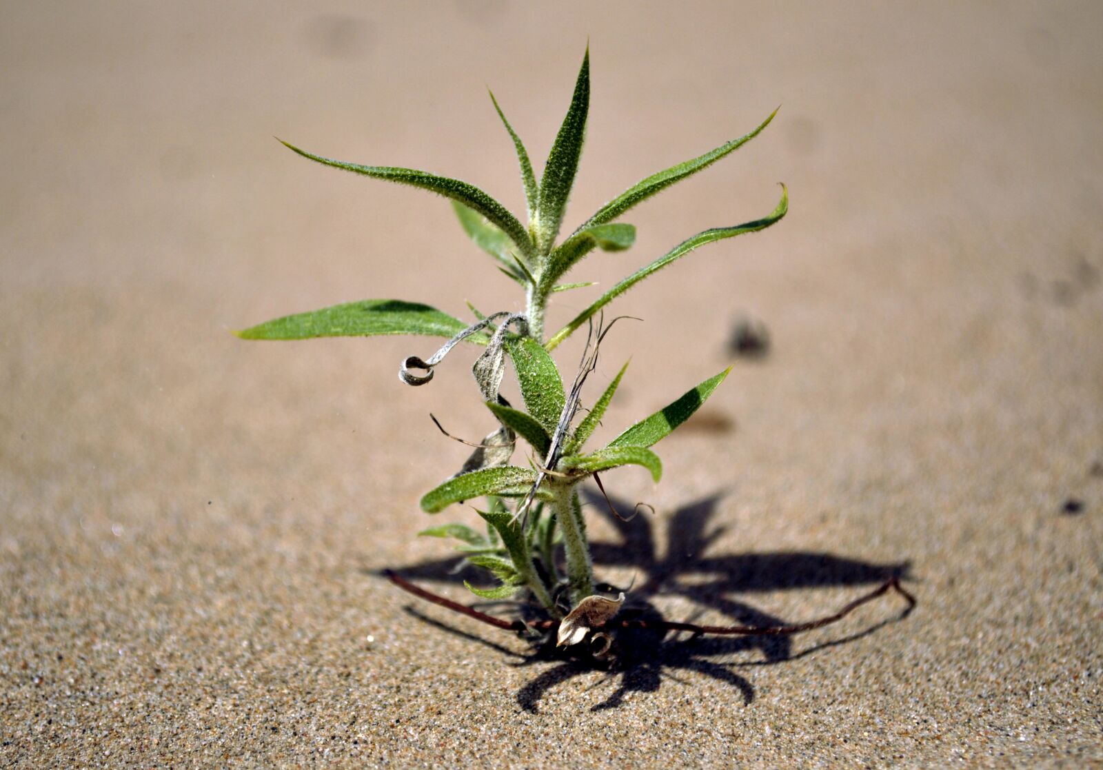 Nikon D90 sample photo. Plant, grow, growing plant photography