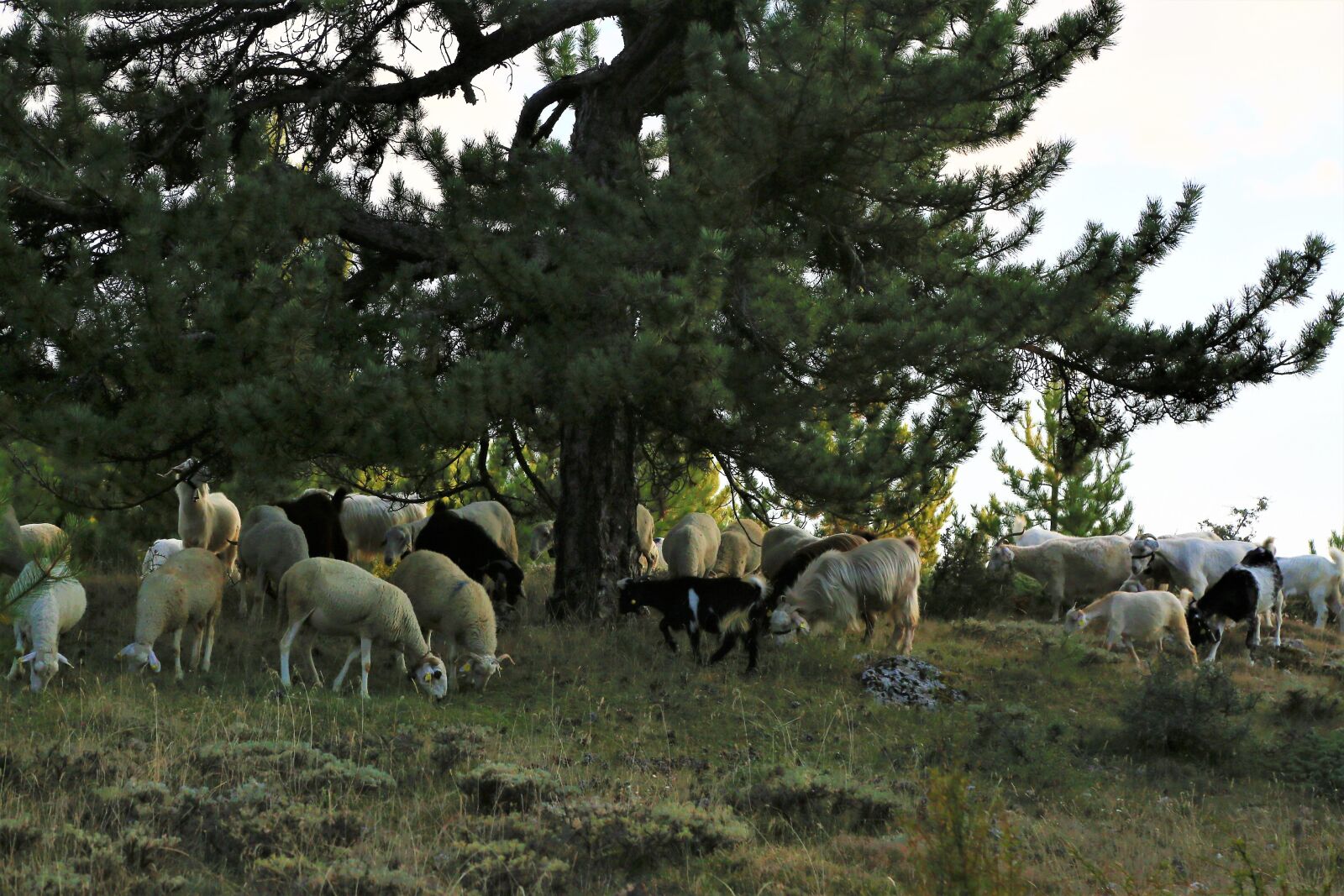 Canon EF 24-105mm F4L IS USM sample photo. Sheep, herd, animals photography