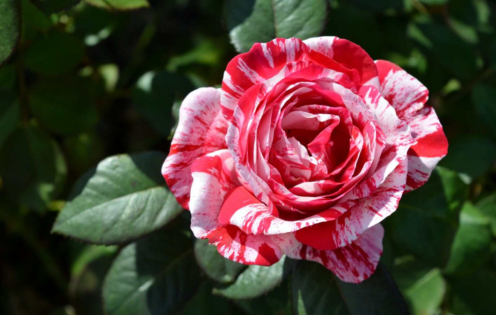 Nikon D5200 sample photo. Flower, nature, plant photography