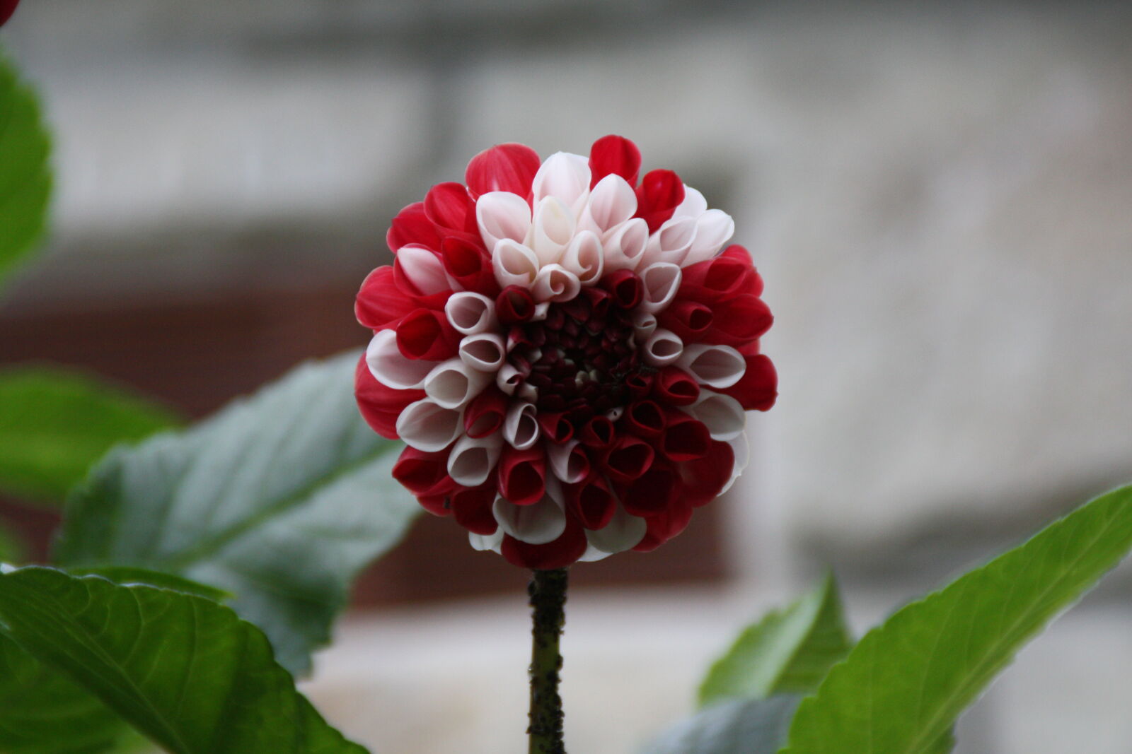 Canon EOS 450D (EOS Rebel XSi / EOS Kiss X2) sample photo. Flower photography