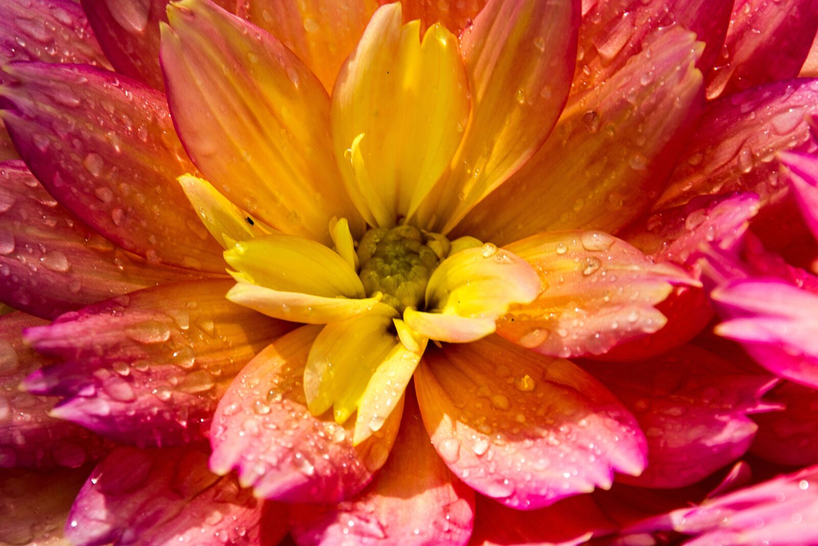 Canon EOS 550D (EOS Rebel T2i / EOS Kiss X4) sample photo. Flower, color, background photography