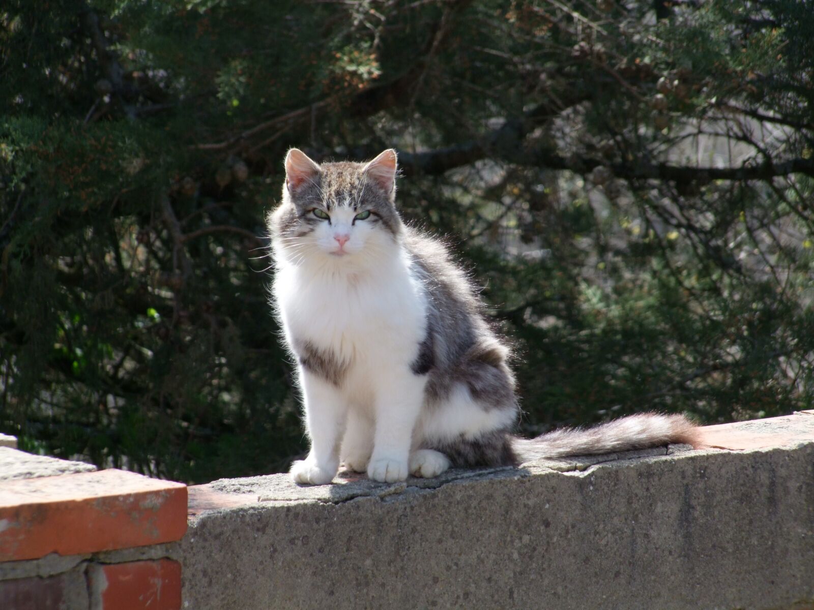 Fujifilm FinePix S100fs sample photo. Cat, on the wall photography