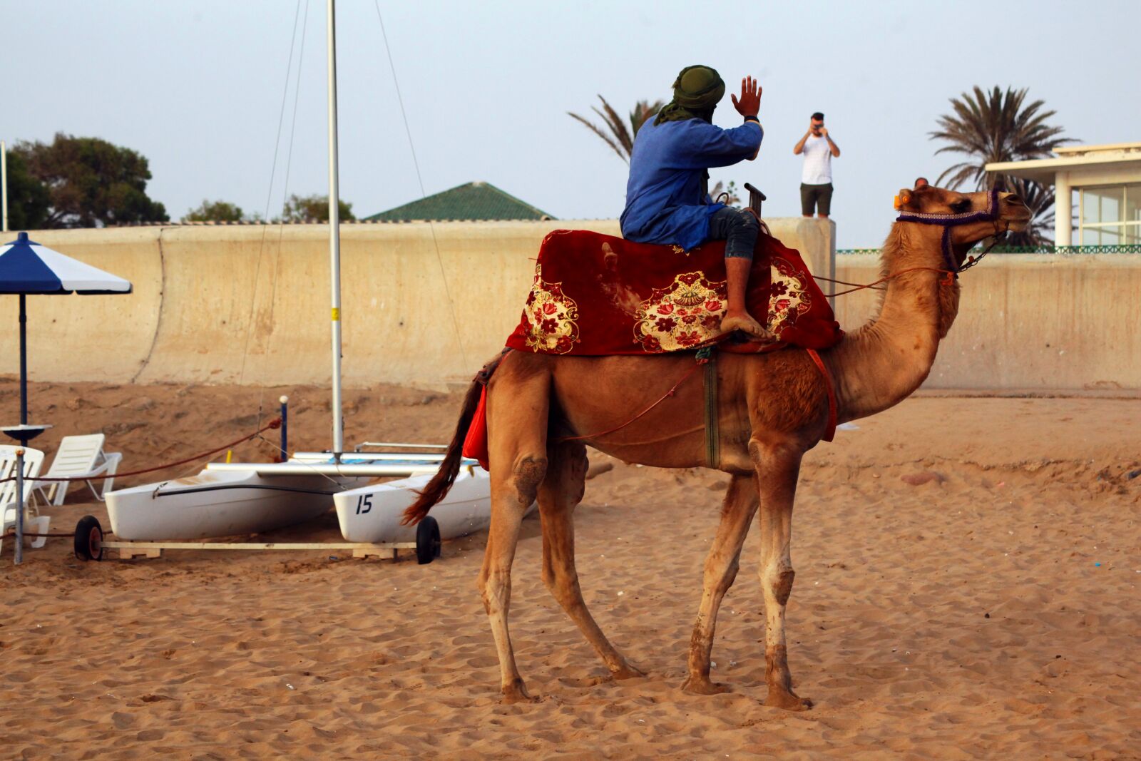 Canon EOS 5D Mark II sample photo. Morocco, agadir, camel photography