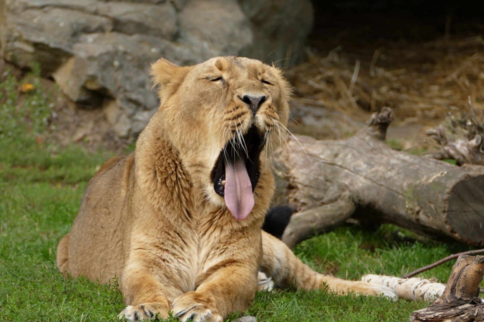 Panasonic Lumix DMC-FZ1000 sample photo. Lion, lioness, animal photography