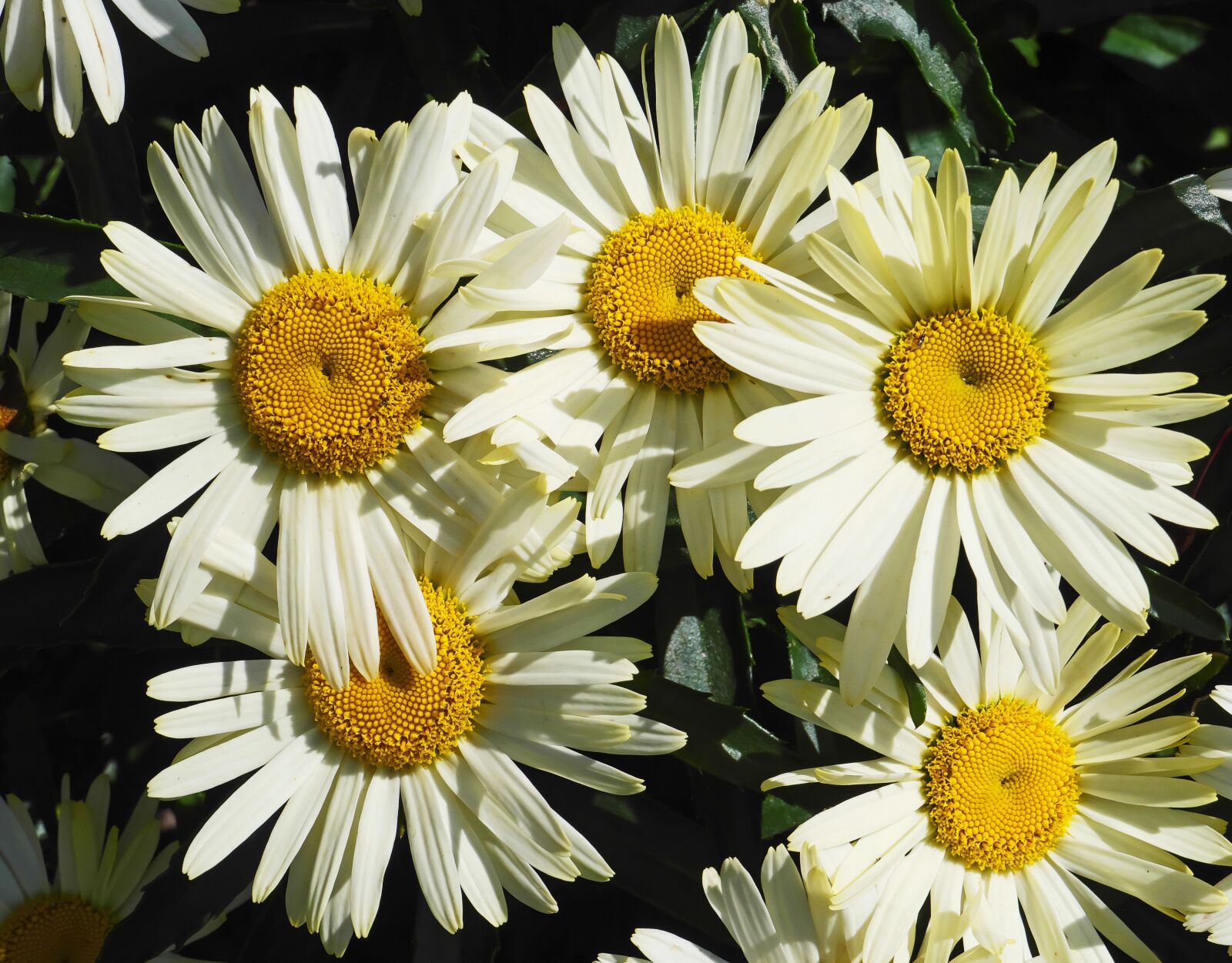 Panasonic Lumix DC-G9 sample photo. Daisies, summer, flowers photography