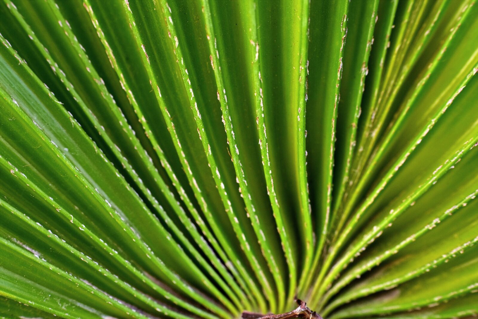 Nikon D5600 sample photo. Fan leaf, radial, plant photography