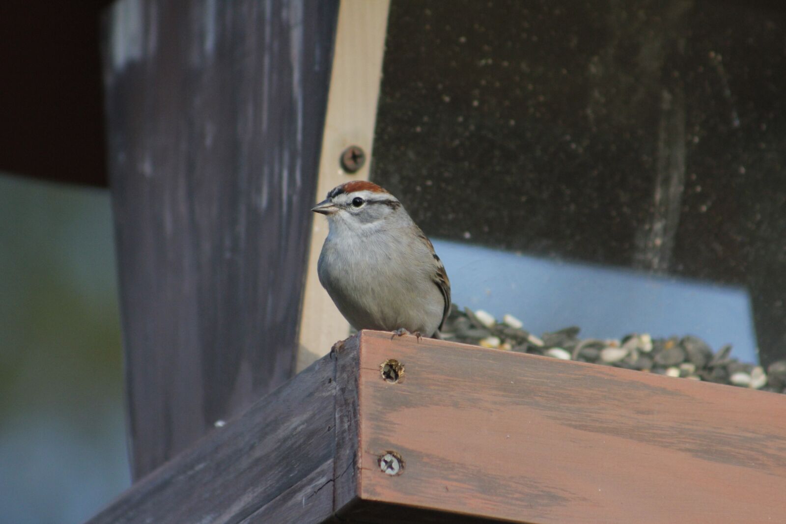 Canon EOS 550D (EOS Rebel T2i / EOS Kiss X4) sample photo. Outdoors, bird, nature photography