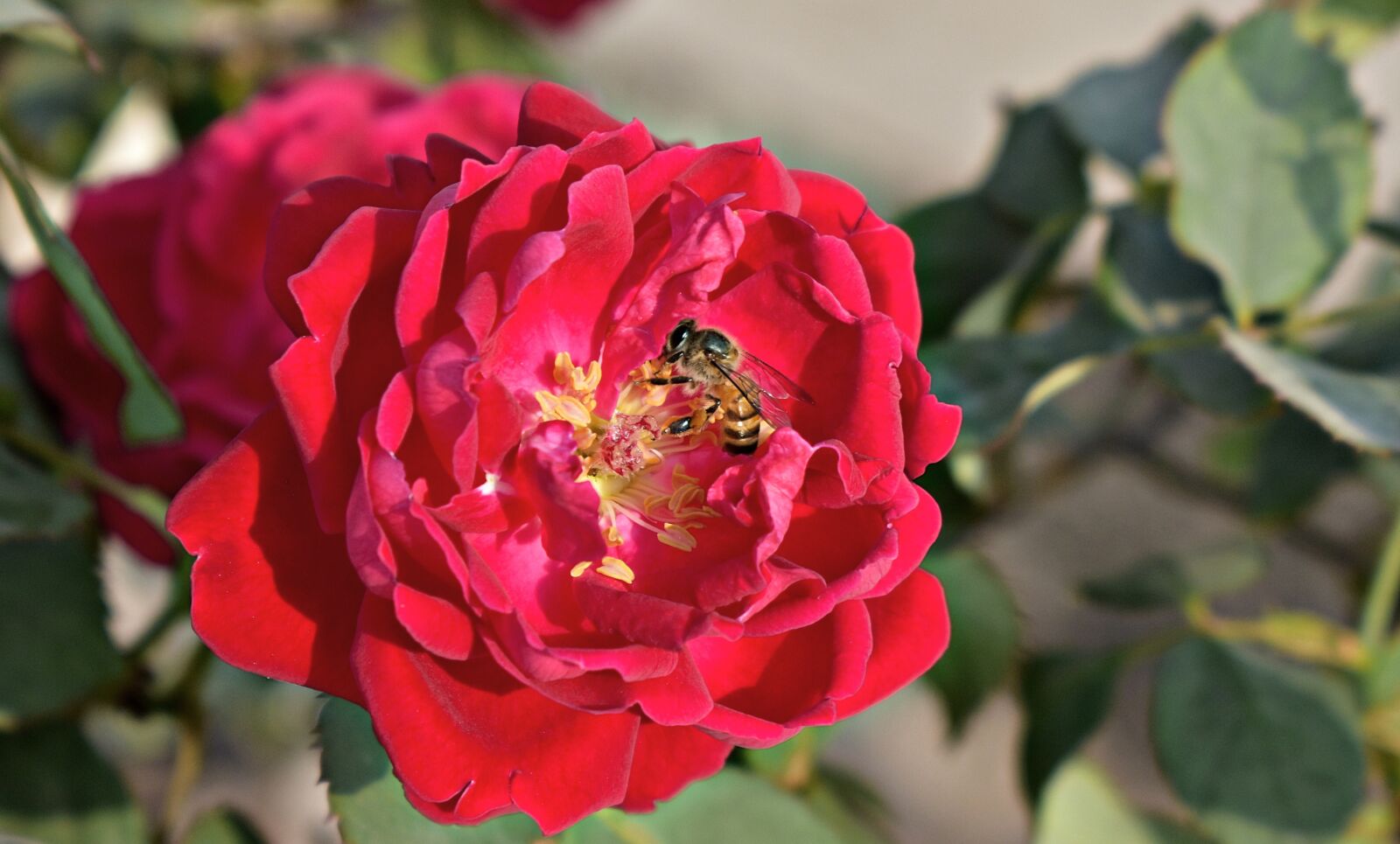 Nikon D5600 sample photo. Rose, flower, honey bee photography