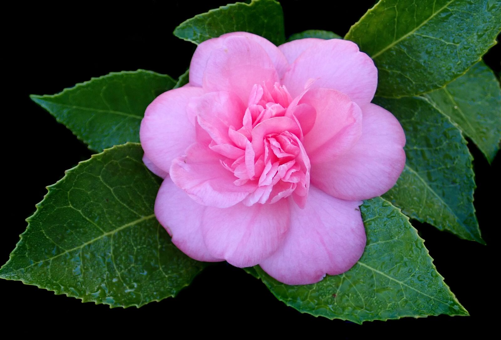 Olympus TG-5 sample photo. Flower, pink, camellia photography