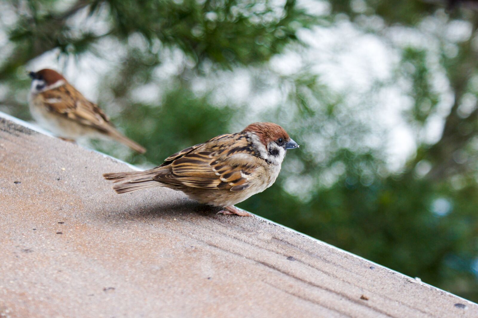 Sony SLT-A33 sample photo. Sparrow, bird, wildlife photography