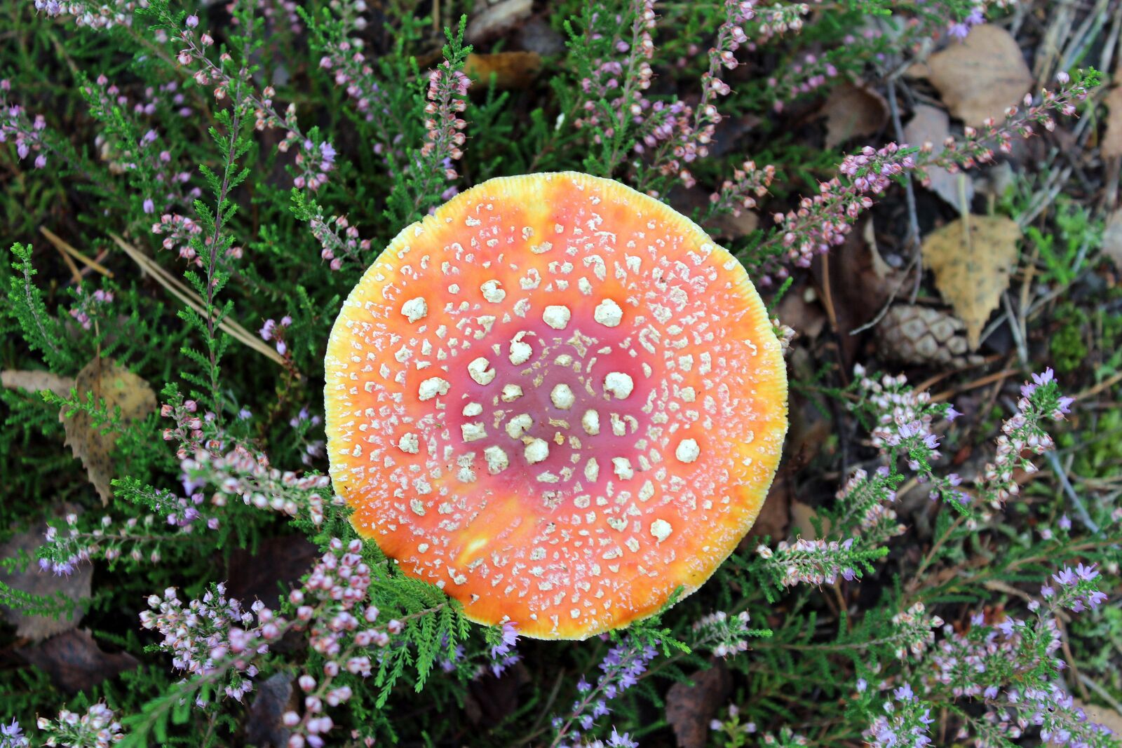 Canon EOS 1200D (EOS Rebel T5 / EOS Kiss X70 / EOS Hi) sample photo. Amanita, forest, mushroom photography
