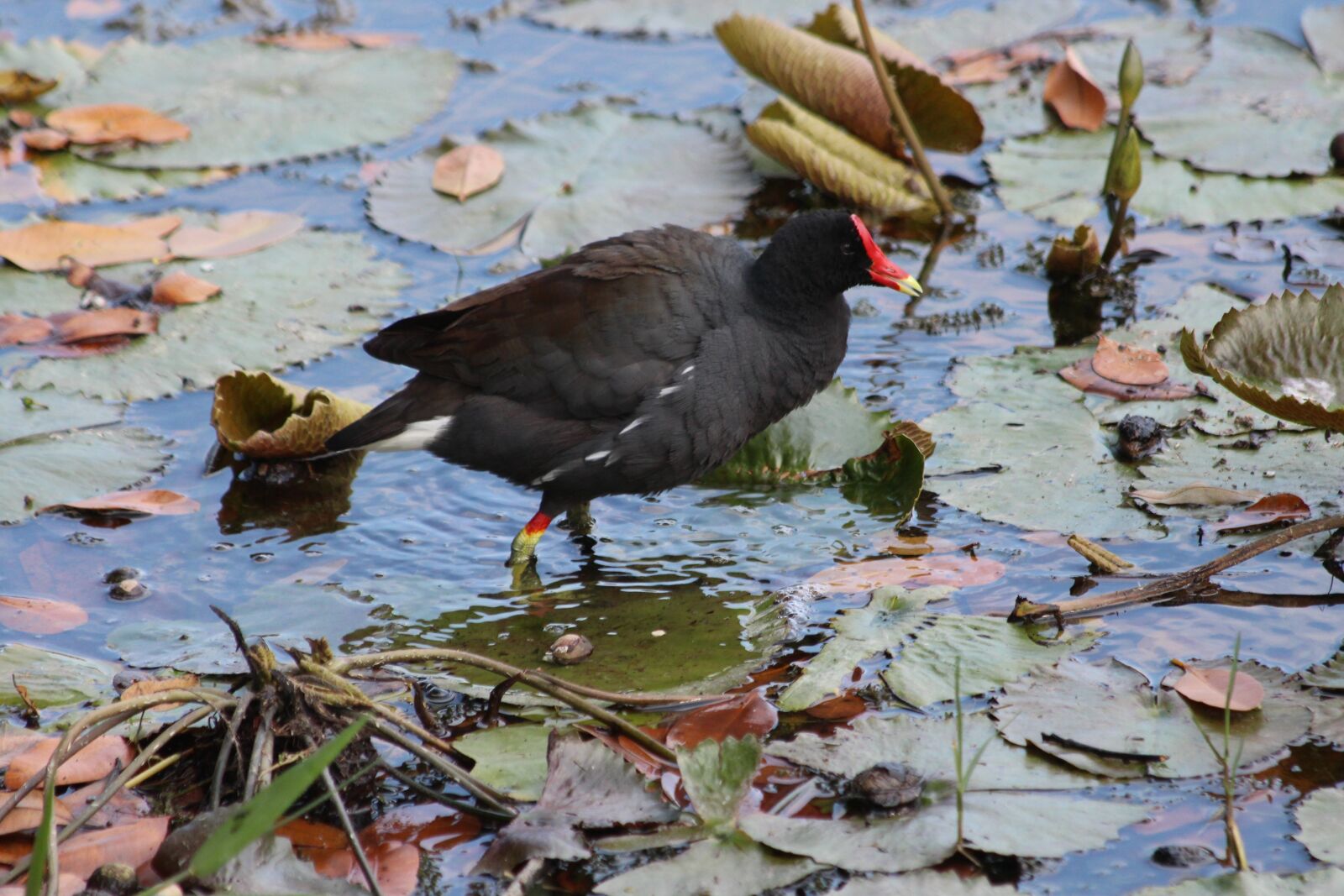 Canon EOS 650D (EOS Rebel T4i / EOS Kiss X6i) sample photo. Common moorhen, marsh hen photography