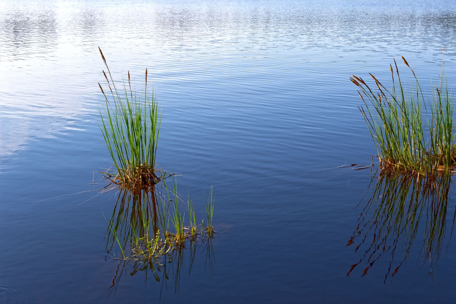 Canon EOS 1300D (EOS Rebel T6 / EOS Kiss X80) sample photo. Lake, mirroring, sea grass photography