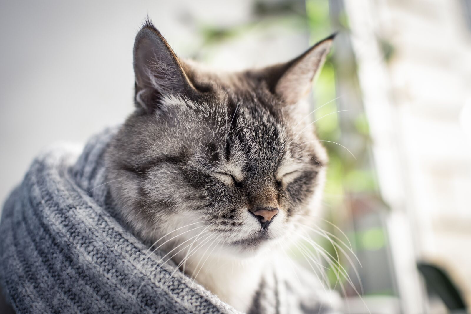 Nikon D5300 sample photo. Cat, cats, kitten photography
