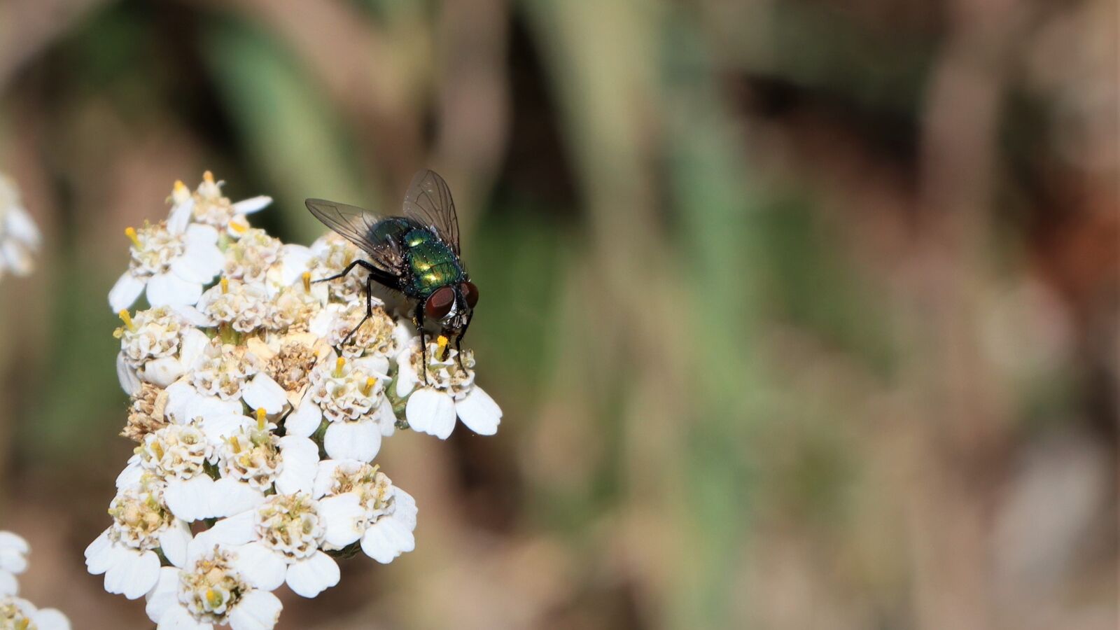 Canon EF-S 18-135mm F3.5-5.6 IS USM sample photo. Fly, sitting, flower photography