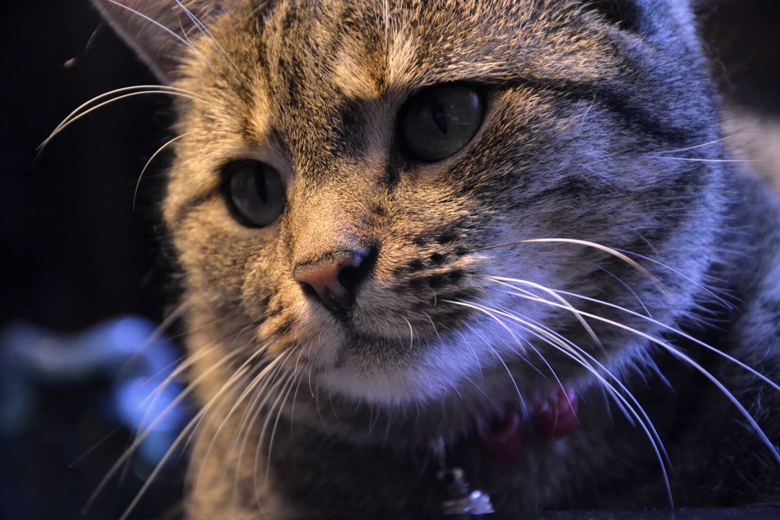 Nikon D3100 sample photo. Cat, animals, mammals photography