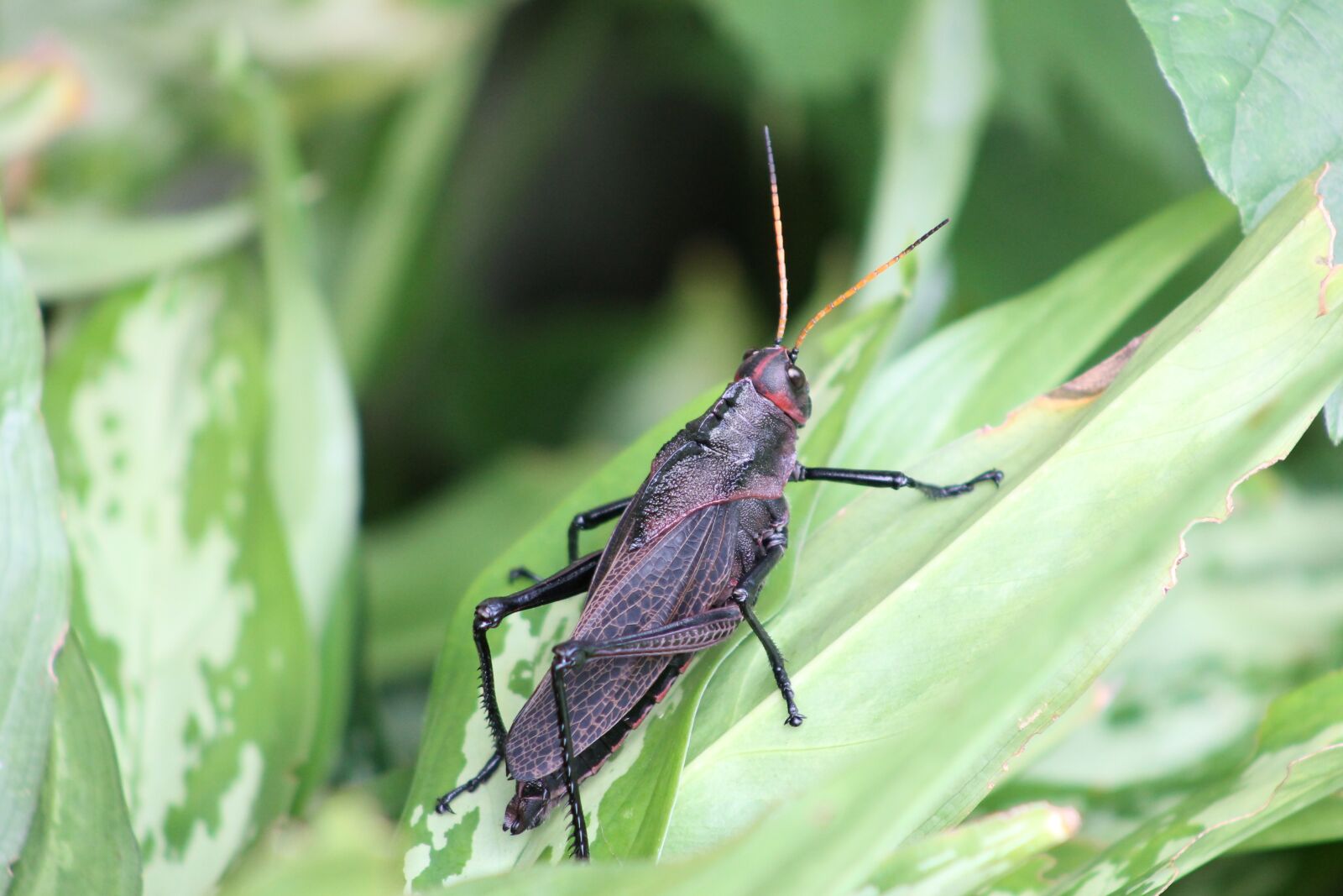 Canon EOS 1100D (EOS Rebel T3 / EOS Kiss X50) sample photo. Insect, cricket photography