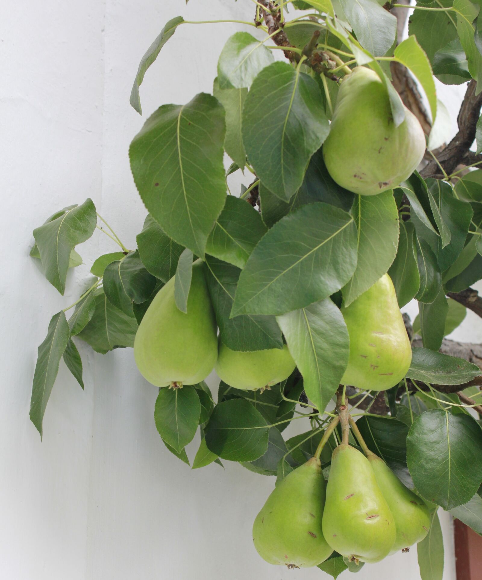 Canon EOS 550D (EOS Rebel T2i / EOS Kiss X4) sample photo. Green, pears, fruit tree photography