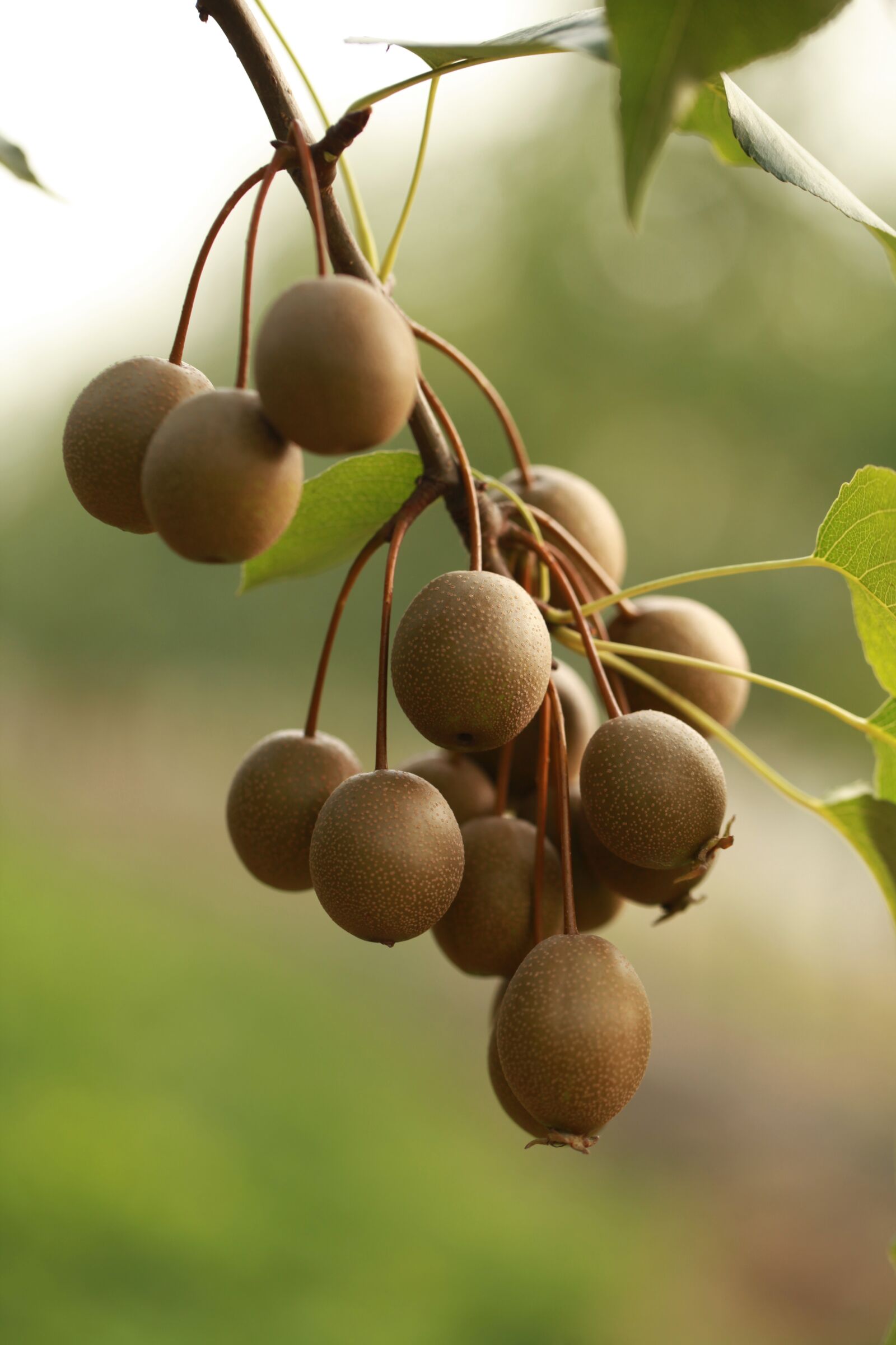 Canon EOS 5D Mark II sample photo. Pear, fruit, rootstock photography