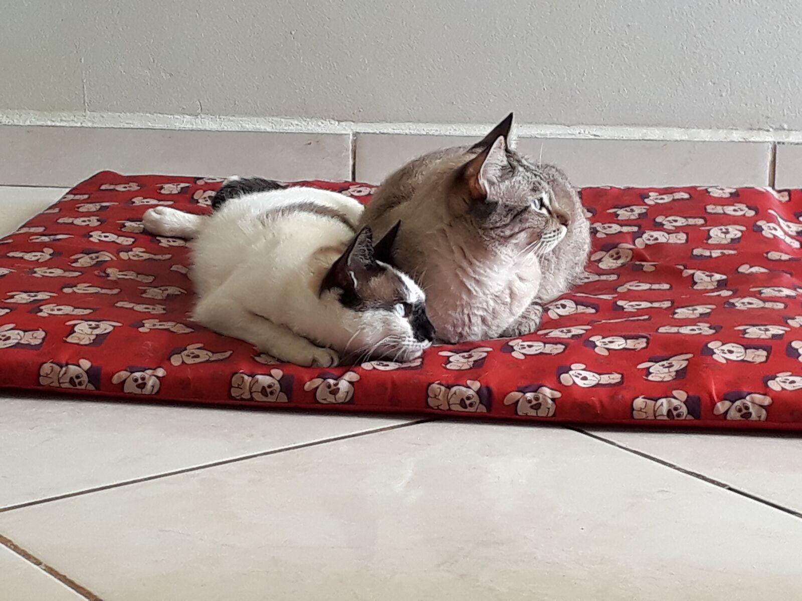 Samsung Galaxy J7 Prime sample photo. Cats, animal, kitten photography