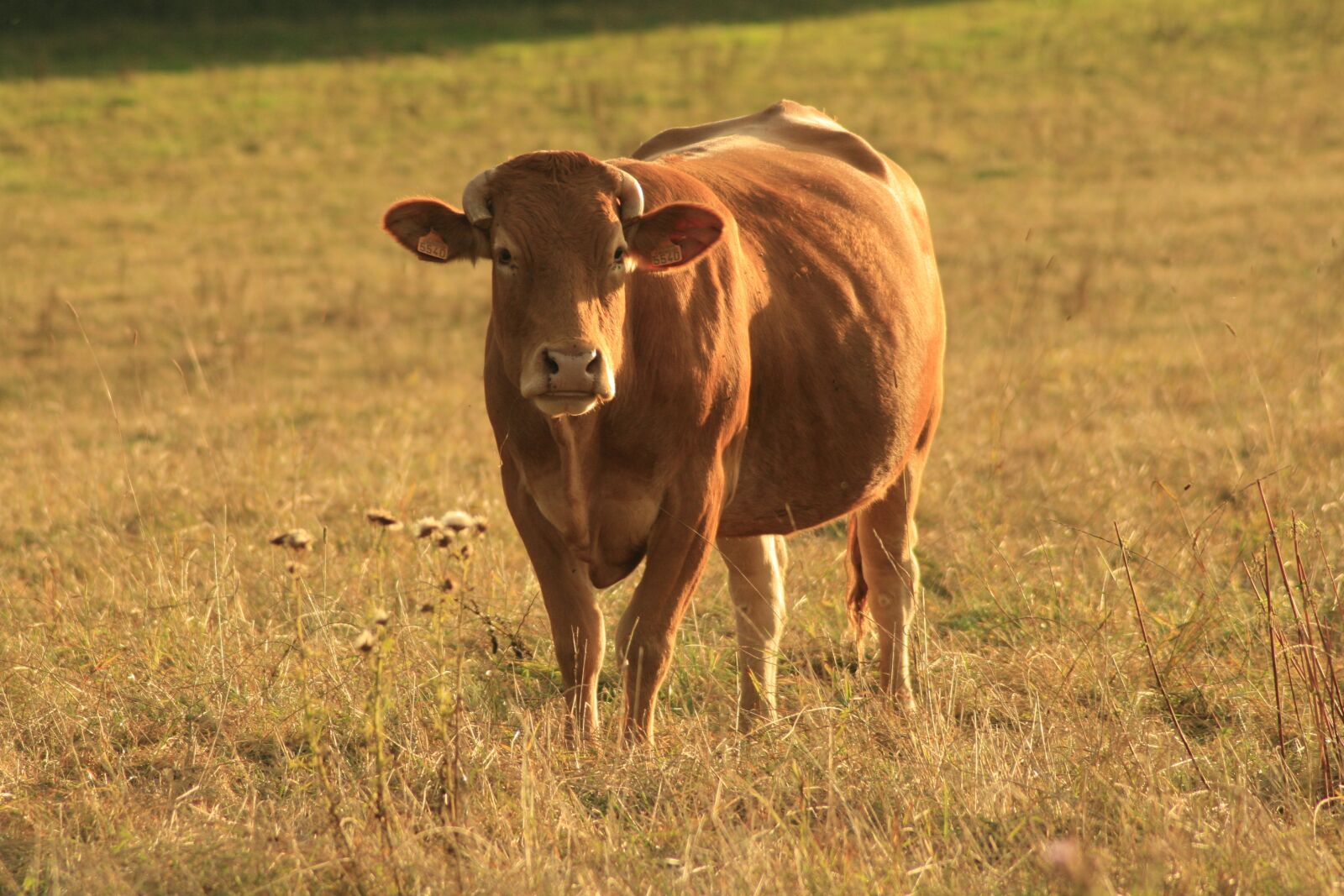 Canon EOS 400D (EOS Digital Rebel XTi / EOS Kiss Digital X) sample photo. Cow, farm, animal photography