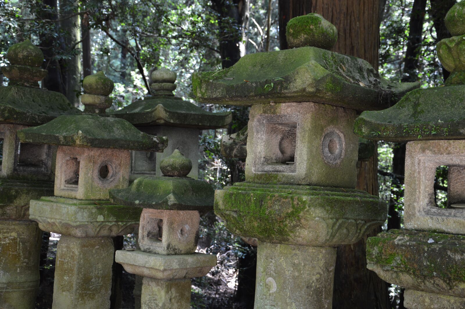 Nikon D3200 sample photo. Japan, nature, asia photography
