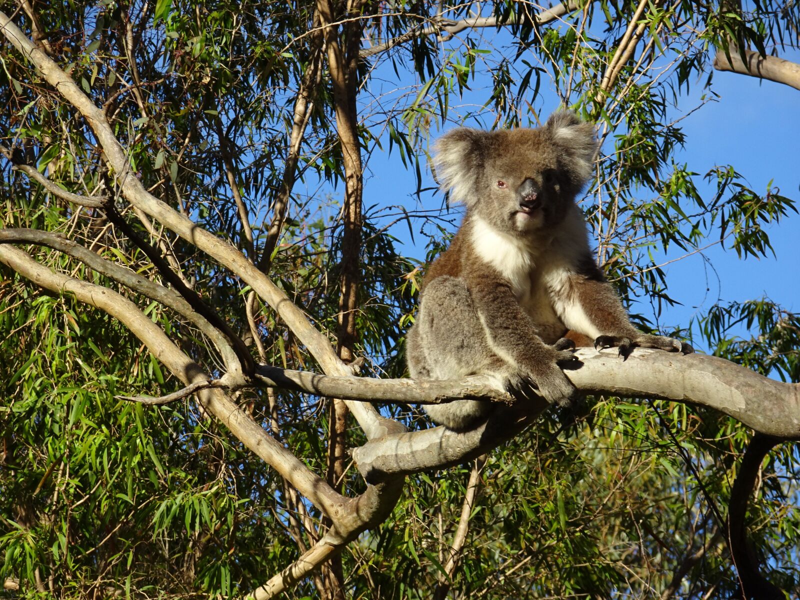 Sony Cyber-shot DSC-HX90V sample photo. Koala bear, gawler ranges photography