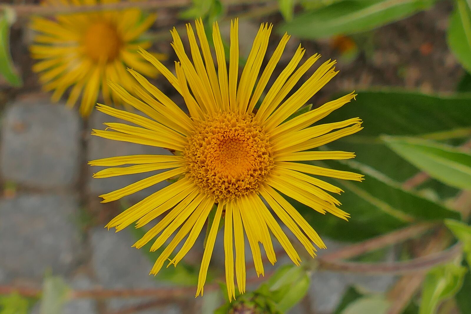 Panasonic Lumix DMC-FZ1000 sample photo. Alums, flower, close photography