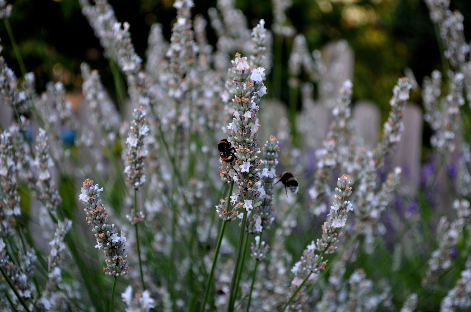 Nikon D5100 sample photo. Lavender, white lavender, insect photography