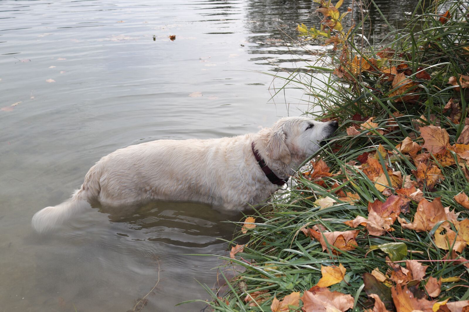 Canon EOS 200D (EOS Rebel SL2 / EOS Kiss X9) sample photo. Dog, water, leaves photography