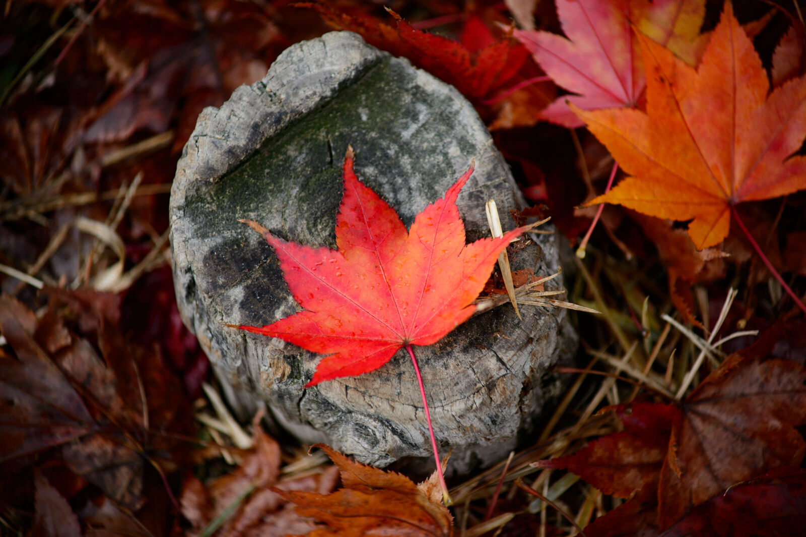 Nikon Df sample photo. Autumn, autumn, colours, autumn photography