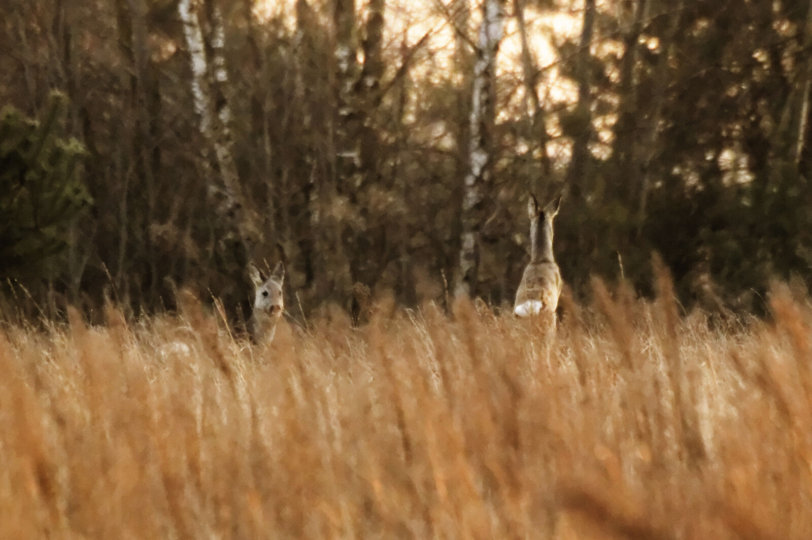 Nikon D3200 + Sigma 135-400mm F4.5-5.6 APO Aspherical sample photo. Deer, roe, roe, deer photography