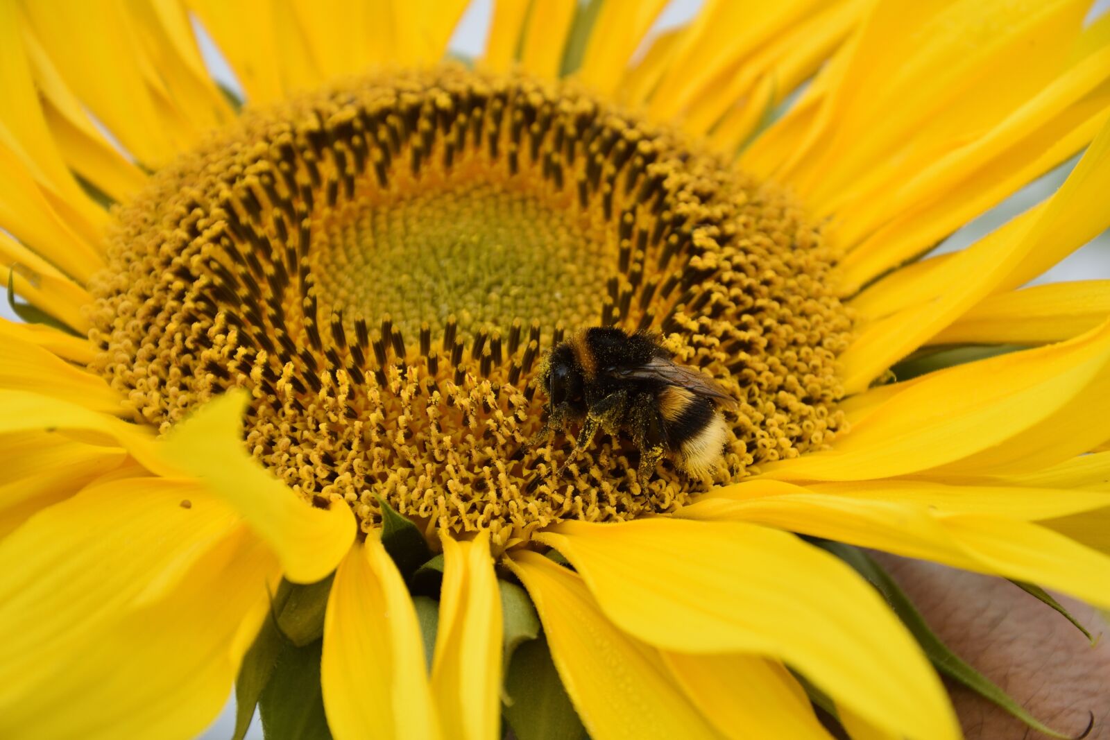 Nikon D7200 sample photo. Sunflower, blossom, bloom photography